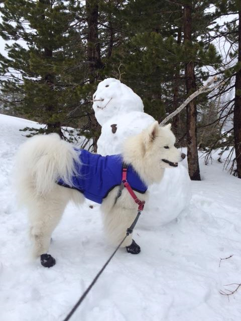 Dog Booties