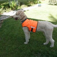 Safety Vest